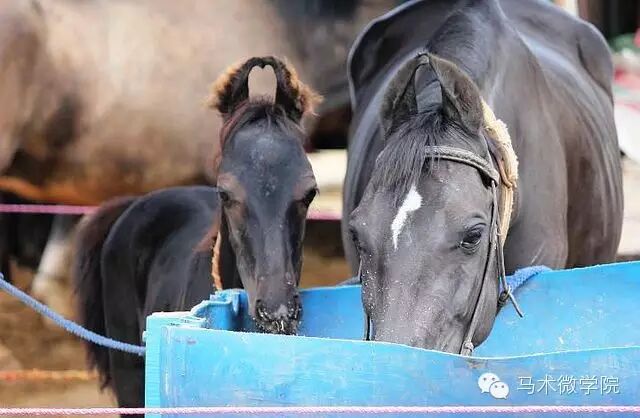 知马：卡提阿瓦马Kathiawari——卷耳的小幸福