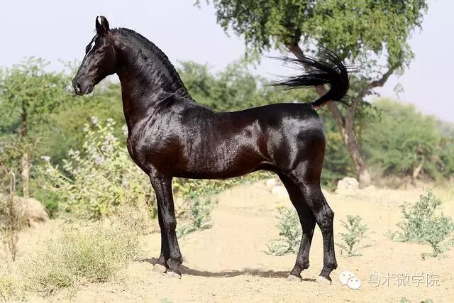 知马：卡提阿瓦马Kathiawari——卷耳的小幸福