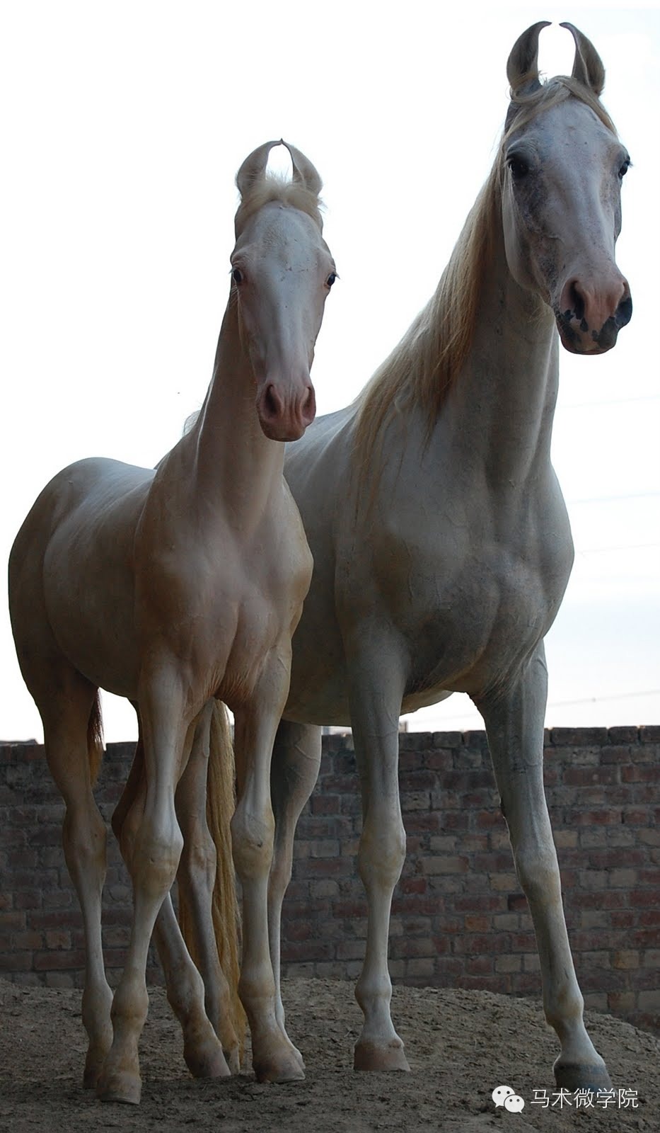 知马：卡提阿瓦马Kathiawari——卷耳的小幸福