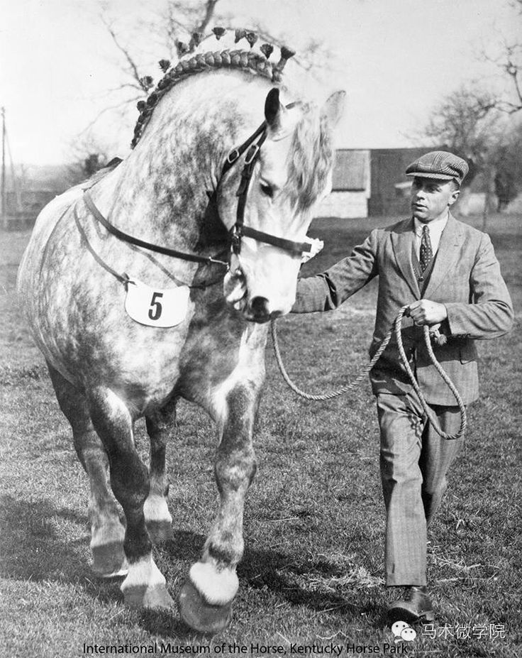 知马：佩尔什马erchero--最实用的挽马