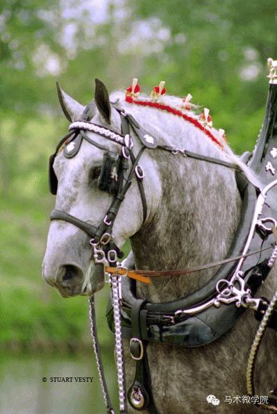 知马：佩尔什马erchero--最实用的挽马