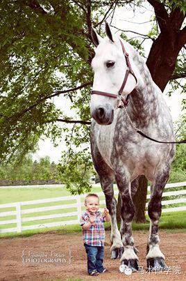 知马：佩尔什马erchero--最实用的挽马