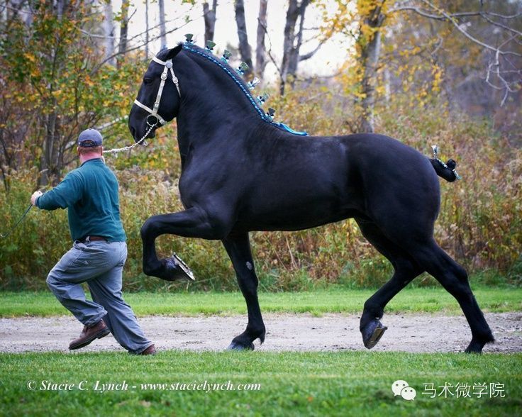 知马：佩尔什马erchero--最实用的挽马