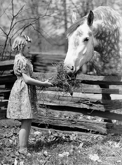 知马：佩尔什马erchero--最实用的挽马