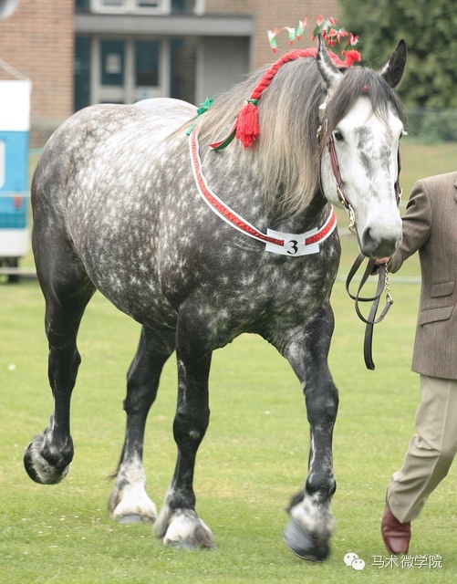 知马：佩尔什马erchero--最实用的挽马