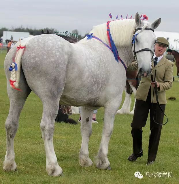 知马：佩尔什马erchero--最实用的挽马