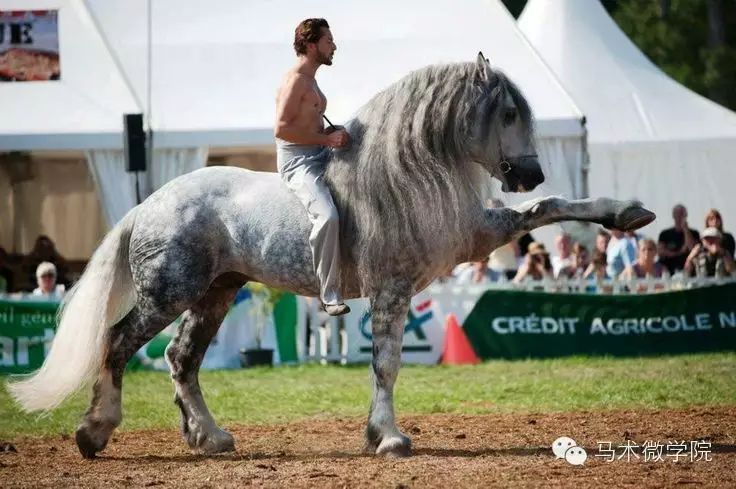 知马：佩尔什马erchero--最实用的挽马