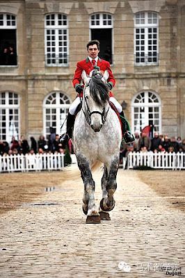 知马：佩尔什马erchero--最实用的挽马