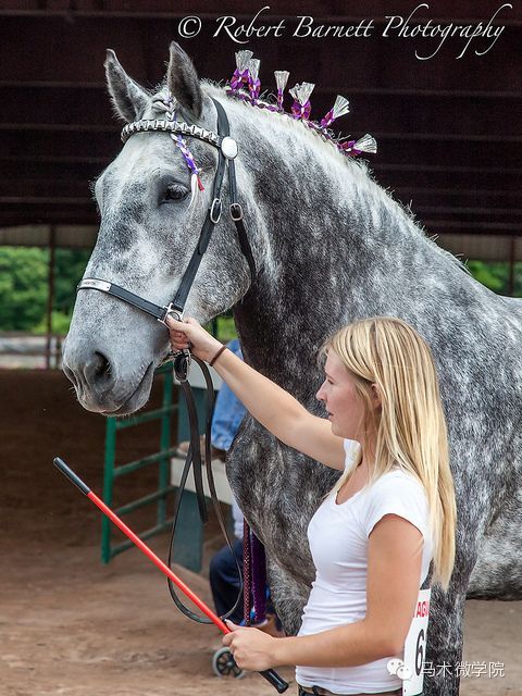 知马：佩尔什马erchero--最实用的挽马