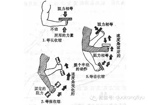 等动收缩是指在整个关节运动范围内,肌肉以恒定速度进行的最大
