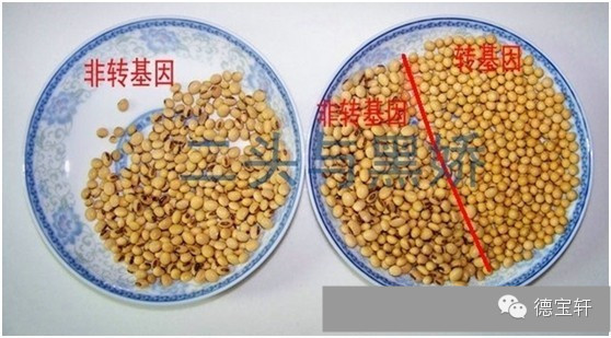 美国正式宣布转基因有毒。中国引进转基因的功臣宰相 - 天使坚持正义 - 十方世界大同 美国正式宣布转基因有毒! - 养生缘 - 捧拾碧玉 清新纯粹