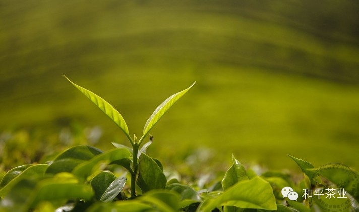 点击查看源网页