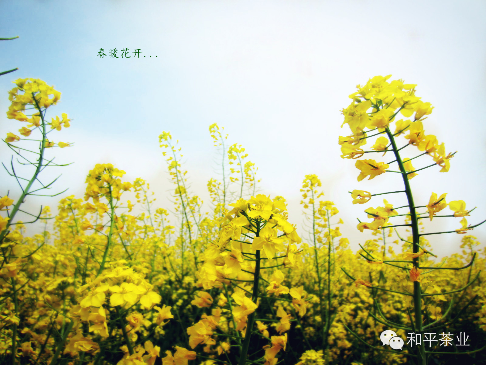 点击查看源网页