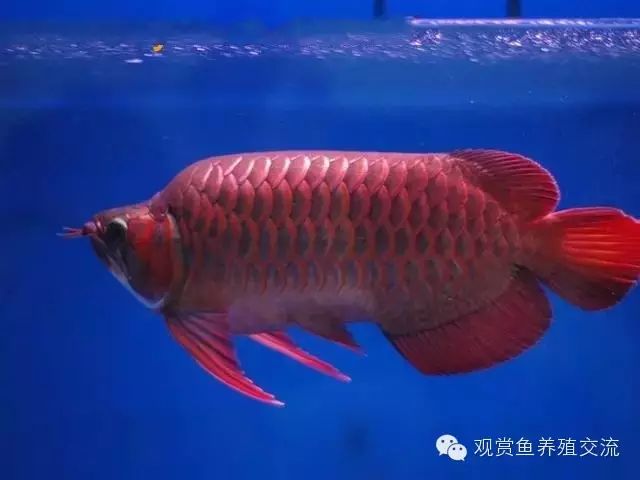 龙鱼简介