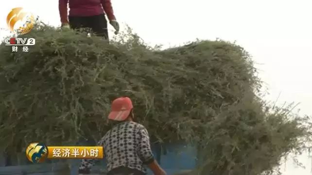 驴养殖前景_致富经养驴_养驴的效益