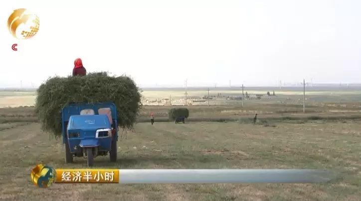 驴养殖前景_致富经养驴_养驴的效益