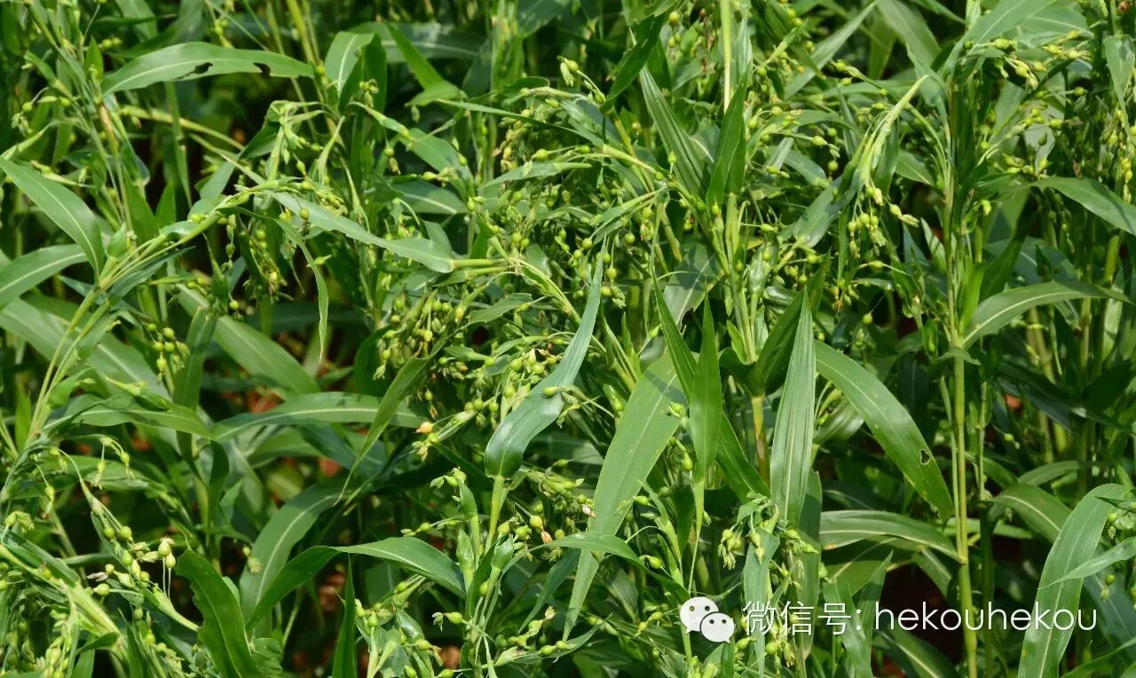 刘先生介绍,他们这里的薏米生长仍保持着传统的种植方法,使用传统留