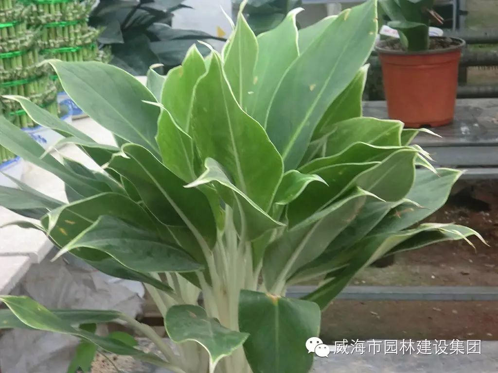 27.白柄粗肋草