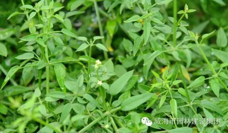 316.茜草