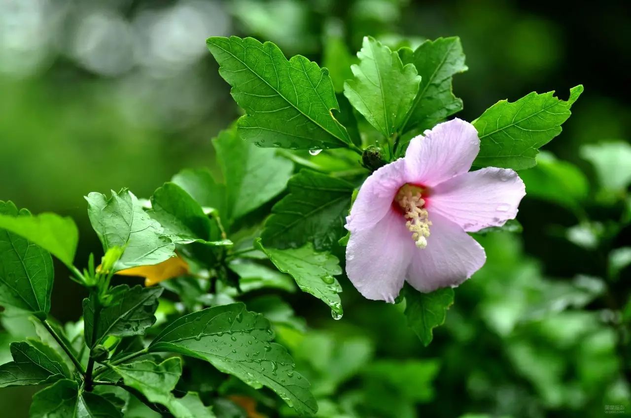 图2.木槿叶片及花朵