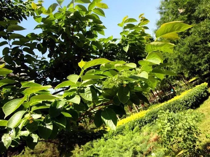 图9.君迁子植株