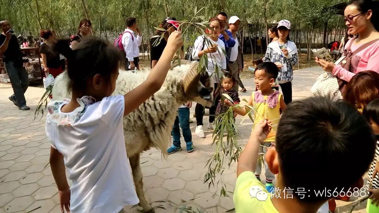 鄂尔多斯市达拉特旗昭君镇五龙常吉五营离包头多远_忍者神龟 五龙裁判_五龙山