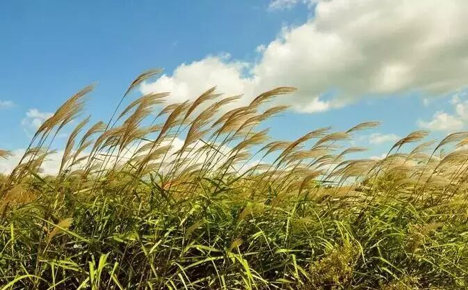 【独家】秋之芒草