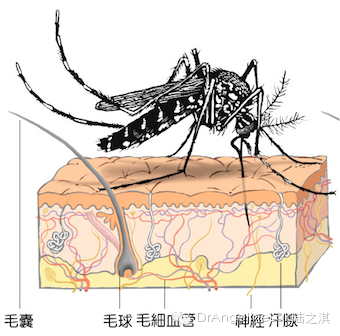 1)二氧化碳浓度:浓度越高越招蚊子;蚊子能够从2-30米的距离侦测到