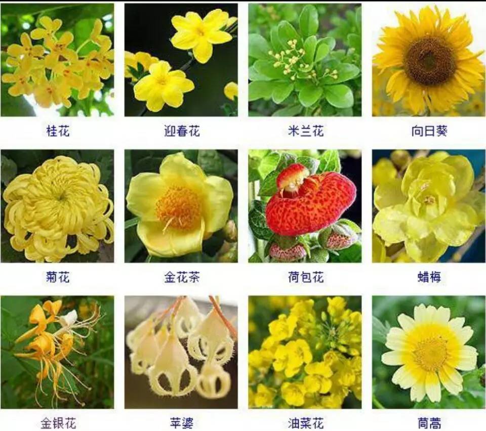 60种开黄颜色的花