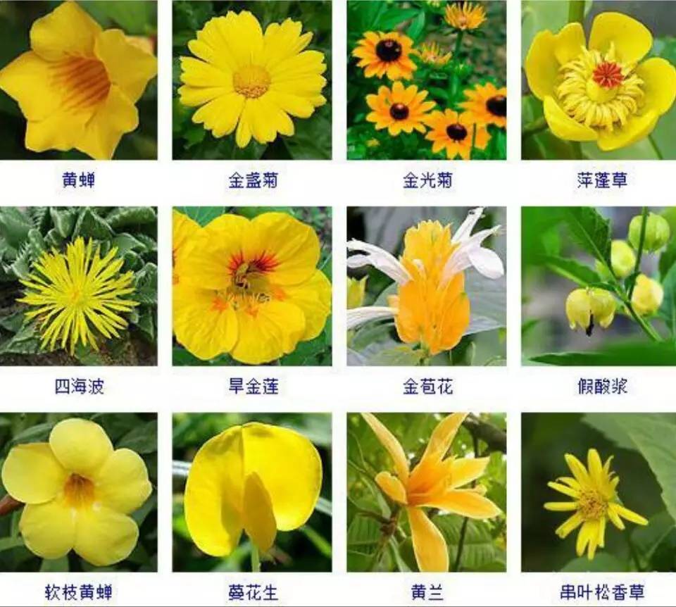 60种开黄颜色的花