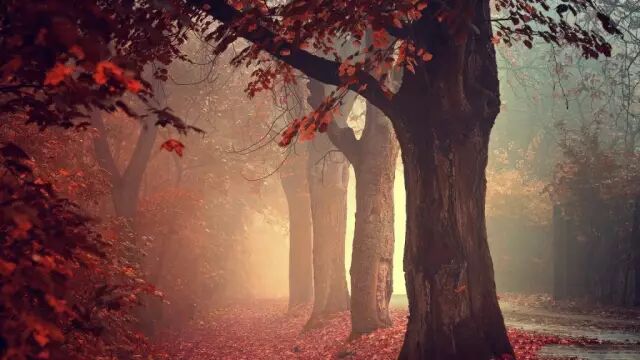 读书 <wbr>| <wbr>树是笔直的运动，是直立的火焰