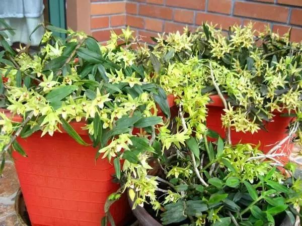 家中摆一盆这样的花，大病小病全走光！赶紧收藏吧！ 第11张