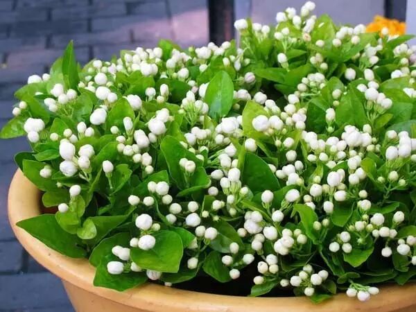 家中摆一盆这样的花，大病小病全走光！赶紧收藏吧！ 第5张