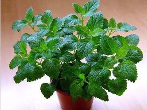 家中摆一盆这样的花，大病小病全走光！赶紧收藏吧！ 第4张