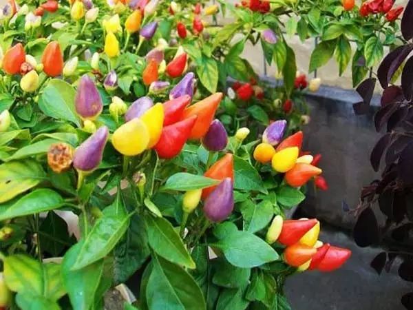 家中摆一盆这样的花，大病小病全走光！赶紧收藏吧！ 第13张