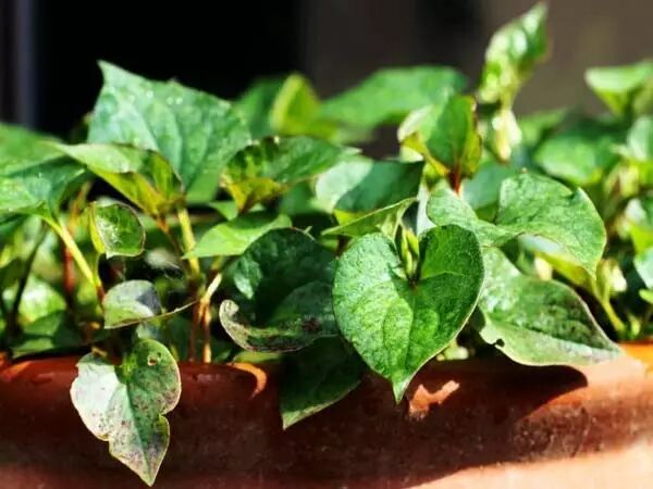 家中摆一盆这样的花，大病小病全走光！赶紧收藏吧！ 第3张