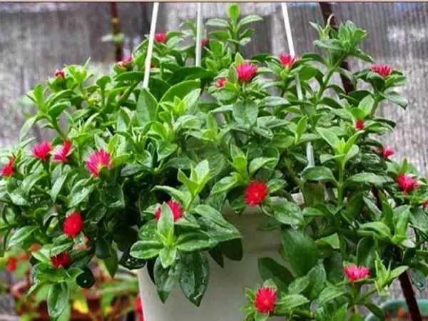 家中摆一盆这样的花，大病小病全走光！赶紧收藏吧！ 第12张