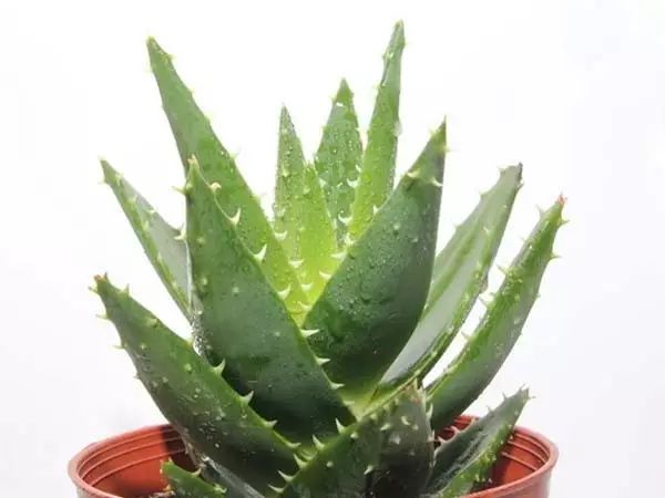 家中摆一盆这样的花，大病小病全走光！赶紧收藏吧！ 第10张