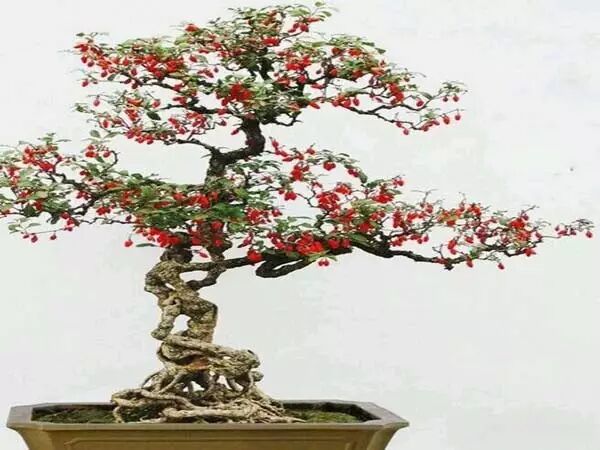 家中摆一盆这样的花，大病小病全走光！赶紧收藏吧！ 第6张