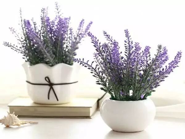 家中摆一盆这样的花，大病小病全走光！赶紧收藏吧！ 第8张