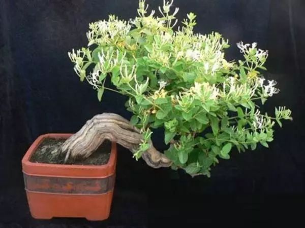 家中摆一盆这样的花，大病小病全走光！赶紧收藏吧！ 第1张