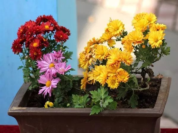 家中摆一盆这样的花，大病小病全走光！赶紧收藏吧！ 第7张