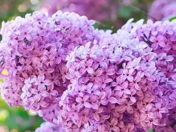 家中摆一盆这样的花，大病小病全走光！赶紧收藏吧！ 第9张