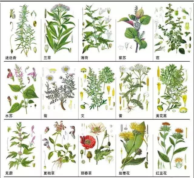 148种常用中草药图例