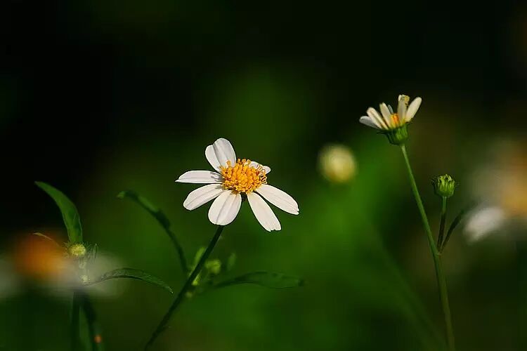 转—春天祛湿记┃鬼针草泡澡能清肝胆湿热