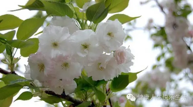 献给那些养花却总是把花养死的人…… - 一炮手 - 一炮手的杂志型编撰博客 献给那些养花却总是把花养死的人…… - 一炮手 - 一炮手的杂志型编撰博客