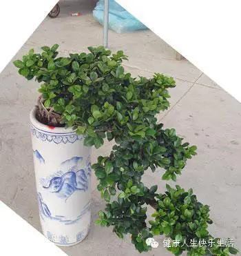 献给那些养花却总是把花养死的人…… - 一炮手 - 一炮手的杂志型编撰博客 献给那些养花却总是把花养死的人…… - 一炮手 - 一炮手的杂志型编撰博客