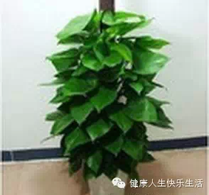 献给那些养花却总是把花养死的人…… - 一炮手 - 一炮手的杂志型编撰博客 献给那些养花却总是把花养死的人…… - 一炮手 - 一炮手的杂志型编撰博客