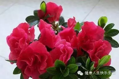 献给那些养花却总是把花养死的人…… - 一炮手 - 一炮手的杂志型编撰博客 献给那些养花却总是把花养死的人…… - 一炮手 - 一炮手的杂志型编撰博客