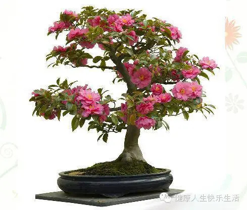 献给那些养花却总是把花养死的人…… - 一炮手 - 一炮手的杂志型编撰博客 献给那些养花却总是把花养死的人…… - 一炮手 - 一炮手的杂志型编撰博客